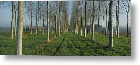 Mp Metal Print featuring the photograph Cottonwood Populus Sp Plantation, France by Cyril Ruoso