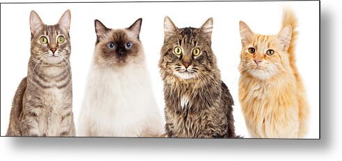 Animal Metal Print featuring the photograph Four Happy Cats Website Banner by Good Focused
