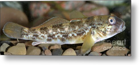 Fish Metal Print featuring the photograph Goby Fish by Ted Kinsman