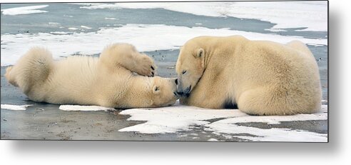 Polar Bear Metal Print featuring the photograph Polar Bear Pair Playing by Michelle Halsey