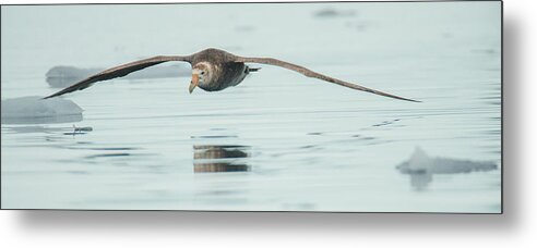 05feb20 Metal Print featuring the photograph Antarctic Giant Petrel Low Level Over Fournier Bay by Jeff at JSJ Photography