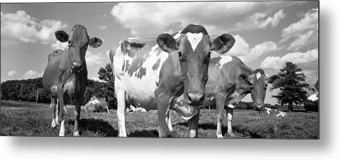 Agriculture Animal Themes Cloud Black And White Cow Day Dodge County Domestic Cattle Field Herbivorous Horizontal Livestock Mammal Medium Group Of Animals Nature No People Outdoors Panoramic Photography Rural Scene Shadow Sky Sunlight Tranquil Scene Travel Destinations Usa Wisconsin Waupun Metal Print featuring the photograph Cows in a field, Waupun, Dodge County, Wisconsin, USA by Panoramic Images
