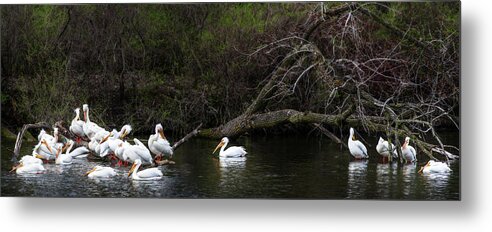 Pelicans Metal Print featuring the photograph Pelicans at Viking Park #4 of 7 - Stoughton Wisconsin by Peter Herman