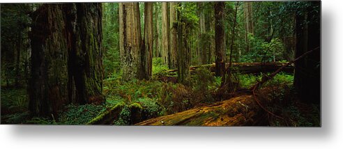 Photography Metal Print featuring the photograph Trees In A Forest, Hoh Rainforest #1 by Panoramic Images