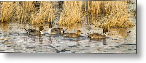 Ducks In A Row Metal Print featuring the photograph Ducks in a Row by Jean Noren