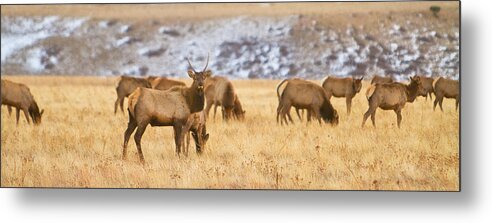 Elk Metal Print featuring the photograph Elk Herd Colorado Foothills Plains Panorama by James BO Insogna