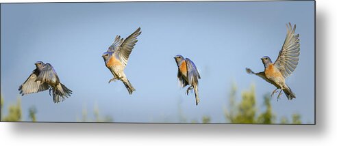 Birds Metal Print featuring the photograph Flying by Jean Noren