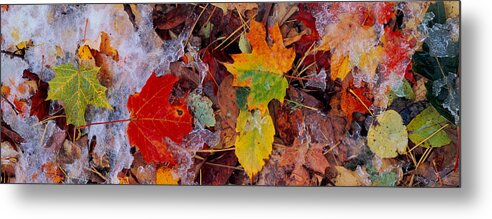 Photography Metal Print featuring the photograph Frost On Leaves, Vermont, Usa by Panoramic Images