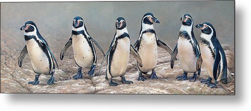 Animal Metal Print featuring the photograph Humboldt Penguins Standing In A Row by Ikon Ikon Images
