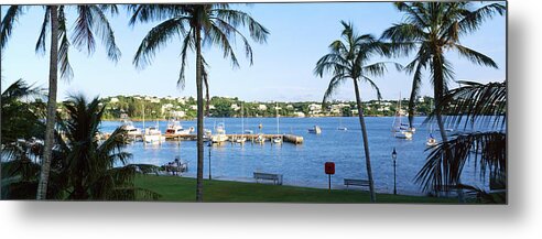 Photography Metal Print featuring the photograph Palm Trees On The Coast, Barrs Bay by Panoramic Images
