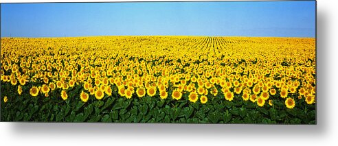 Photography Metal Print featuring the photograph Sunflower Field, North Dakota, Usa by Panoramic Images