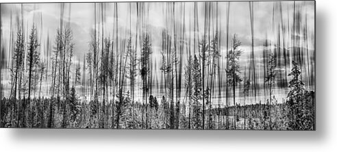 Forest Metal Print featuring the photograph The Edge Of The Clear-cut by Theresa Tahara