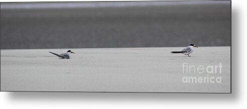 Birds Metal Print featuring the photograph Waiting for Take Off by Andre Turner