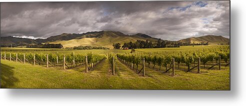 00479623 Metal Print featuring the photograph Vineyard Awatere Valley In Marlborough by Colin Monteath