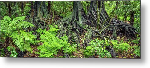 Rain Forest Metal Print featuring the photograph Jungle roots #1 by Les Cunliffe