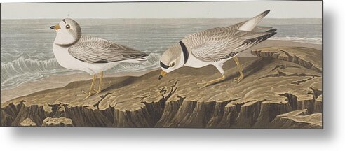 Plover Metal Print featuring the painting Piping Plover by John James Audubon