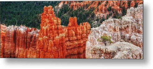 Bryce Canyon Scenic Metal Print featuring the photograph Bryce Canyon - Lone Tree by Bob Coates