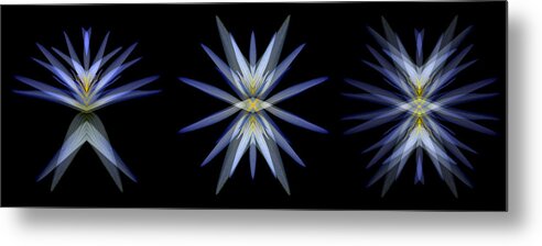 Nymphaea Caerulea Metal Print featuring the photograph Blue Lotus Transitions 4-5-6 by Wayne Sherriff