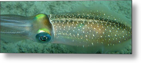 Underwater Metal Print featuring the photograph Reef Squid by Kimberly Mohlenhoff