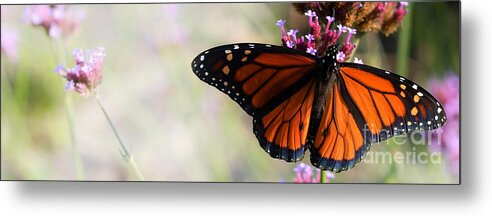 Nature Metal Print featuring the photograph Regal Monarch by Elaine Manley