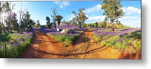 Salvation Jane Pattersons Curse Willow Springs Station Flinders Ranges Wild Flowers Fork In The Road Dirt Trakcs Ausralia South Australian Landscape Landscapes Pano Panorama Panoramic Metal Print featuring the photograph Roads to Salvation Jane by Bill Robinson
