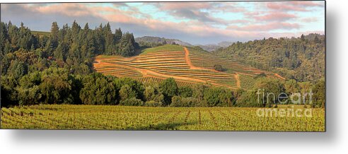 Dry Creek Valley Metal Print featuring the photograph Vineyard in Dry Creek Valley, Sonoma County, California by Wernher Krutein