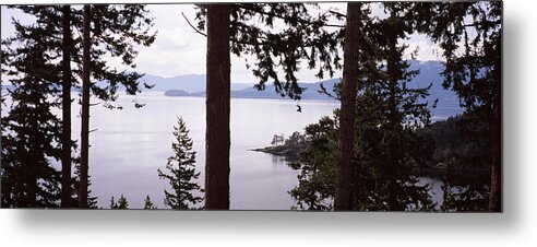 Photography Metal Print featuring the photograph Trees At The Seaside, Teddy Bear Cove #1 by Panoramic Images