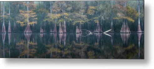 Abstract Metal Print featuring the photograph Line of Cypress in Fog - Panorama by Alex Mironyuk