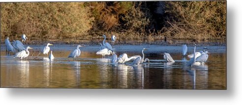Great Egrets Metal Print featuring the photograph Great Egrets 5136-010521-2 by Tam Ryan