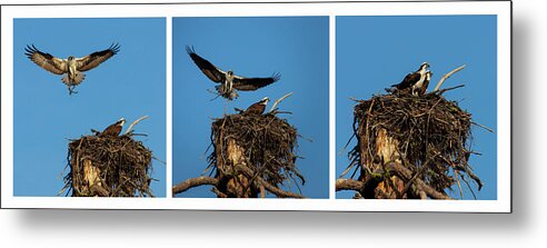 Nature Metal Print featuring the photograph Honey Do List Triptych by Mike Lee