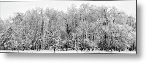 Trees Metal Print featuring the photograph Ice Covered Trees, Eaton Rapids by Edward Shotwell