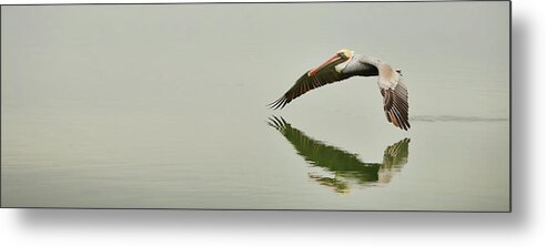 Pelican Metal Print featuring the photograph Morning Glide by Brad Barton
