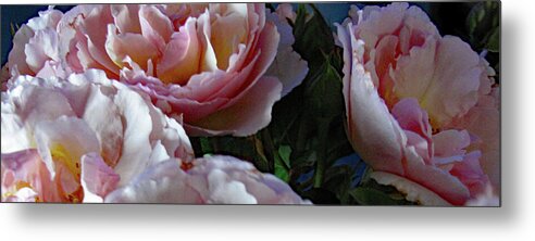 Rose Metal Print featuring the photograph Roses Pink Evelyn by Corinne Carroll