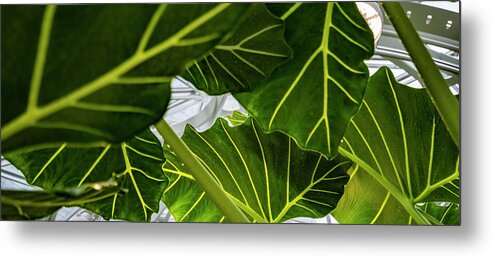 Architecture Metal Print featuring the photograph Tropical Leaves by Tommy Farnsworth