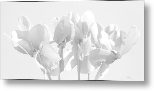 White Metal Print featuring the photograph Cyclamen - White by VIVA Anderson