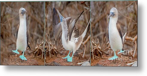 Blue Footed Booby Metal Print featuring the photograph Footloose #1 by John Hartung
