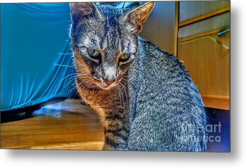 Cat Metal Print featuring the photograph Le Chat Bleu by Christopher Lotito