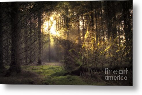 Forest Metal Print featuring the photograph Hidden Path by Kype Hills