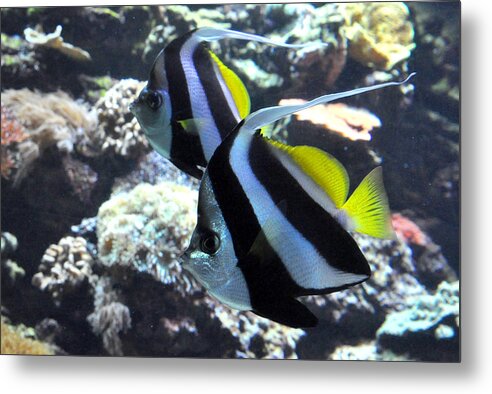 Angelfish Metal Print featuring the photograph Angelfish by Diane Lent