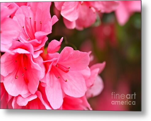 Cathy Dee Janes Metal Print featuring the photograph Azalea Veil Study 1 by Cathy Dee Janes