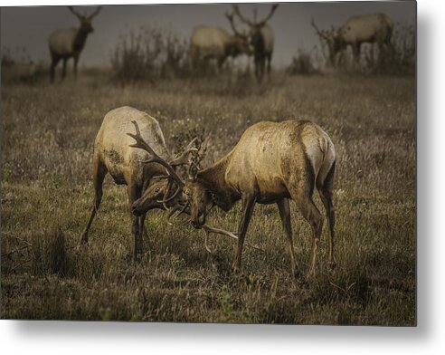 Elk Metal Print featuring the photograph Two Bucks by Don Hoekwater Photography