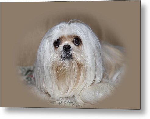  Metal Print featuring the photograph JolieDog5VigBeige by Cecil Fuselier