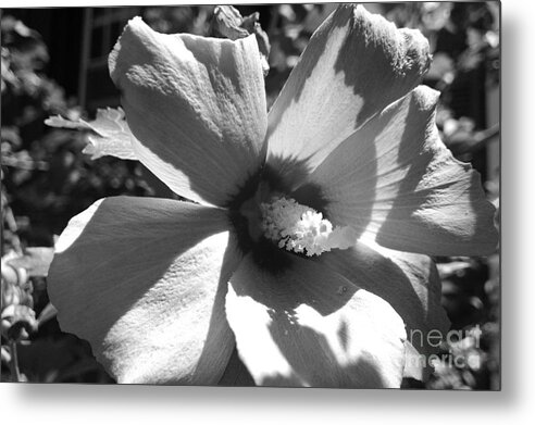 Flower Metal Print featuring the photograph Hibiscus in Bloom by Christopher Lotito