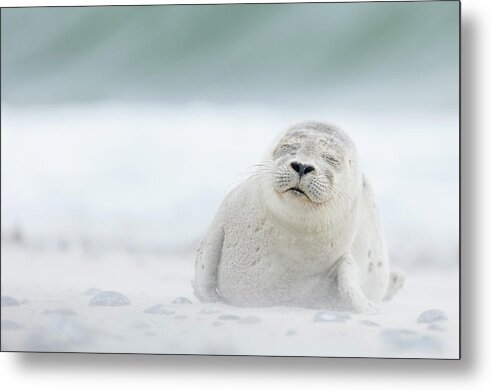 Seal Metal Print featuring the photograph Snooze by Erika Valkovicova