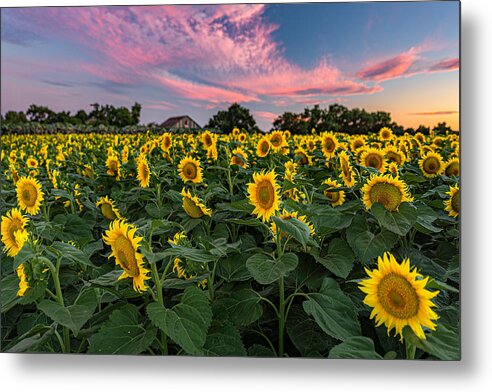 Bees Metal Print featuring the photograph Sunflowers at Sunset by Don Hoekwater Photography