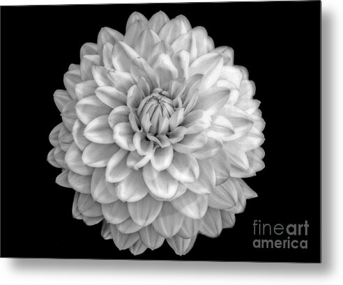 Floral Metal Print featuring the photograph Unfolded by Eric Wiles