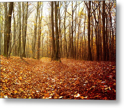 Autumn Metal Print featuring the photograph Autumn in the forest with red and yellow leaves by Vlad Baciu