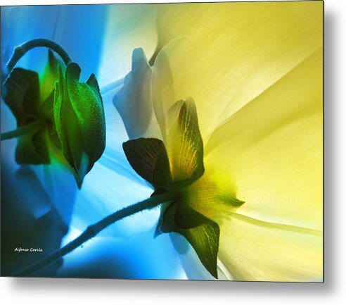 Fine Art Flowers Metal Print featuring the photograph Chicos by Alfonso Garcia