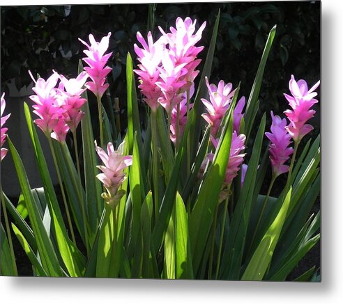 Goner In Bloom Metal Print featuring the photograph Ginger Is A Complete Surprise In Bloom by Patricia Greer