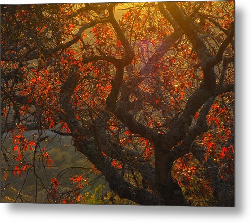 The Last Spanish Oak Leaves Left On The Tree. Metal Print featuring the photograph The Last Leaves on the Tree by Rebecca Cearley